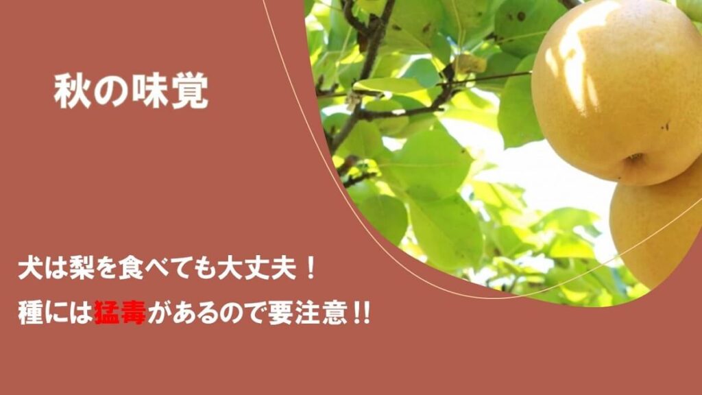 犬は梨を食べても大丈夫！でも種には猛毒があるので要注意‼