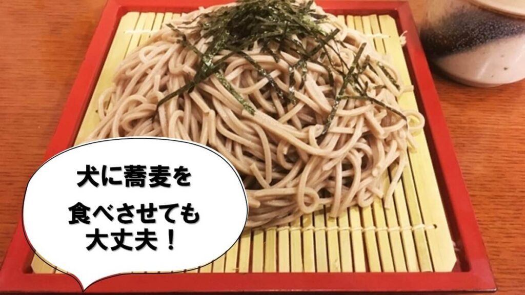 犬に蕎麦を食べさせても大丈夫！今どき犬用年越しそばなんてのもある