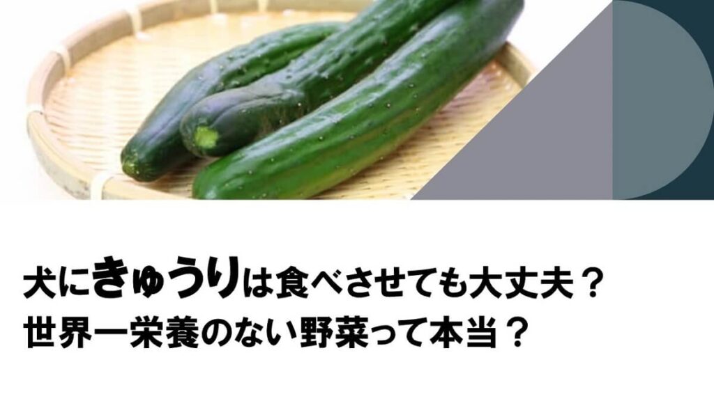 犬にきゅうりは食べさせても大丈夫？世界一栄養のない野菜って本当？