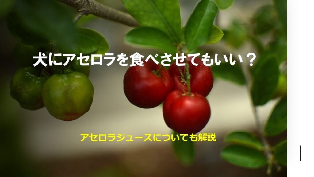 犬にアセロラを食べさせてもいい？アセロラジュースについても解説