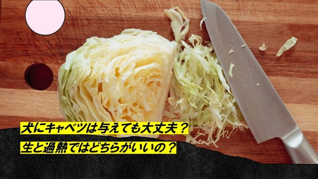 犬にキャベツは与えても大丈夫？生と過熱ではどちらがいいの？