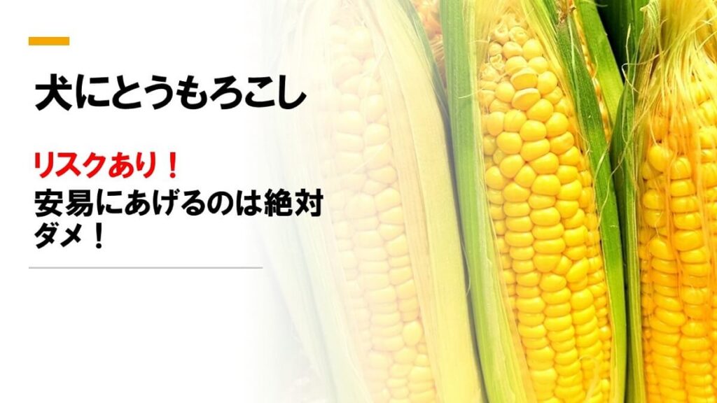 犬にとうもろこし｜リスクを伴うため安易にあげるのは絶対ダメ！