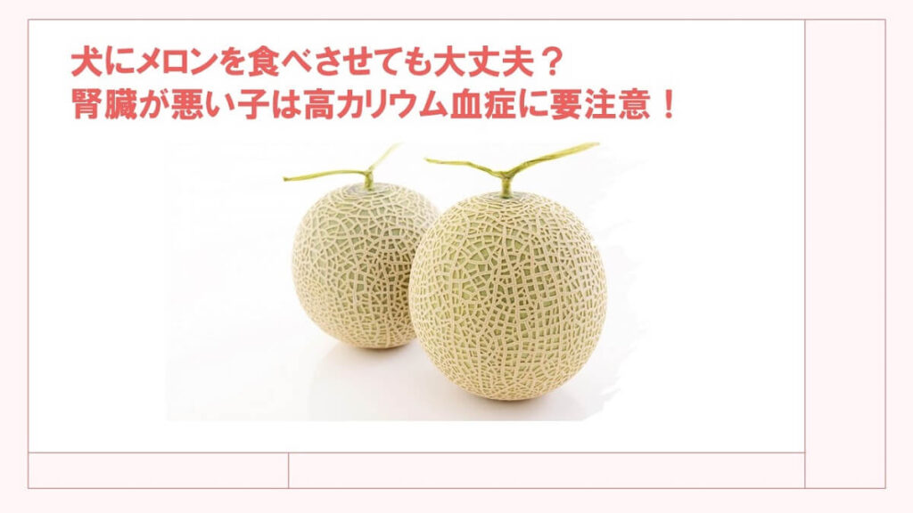 犬にメロンを食べさせても大丈夫？腎臓が悪い子は高カリウム血症に要注意