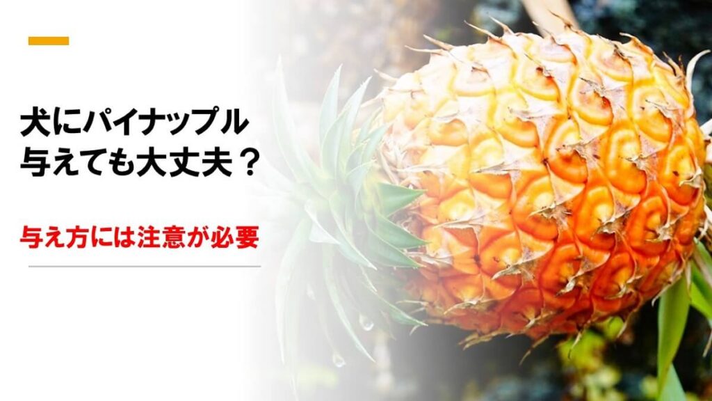 犬にパイナップルを与えても大丈夫？ドッグフードとの相性はいいが与え方には注意が必要