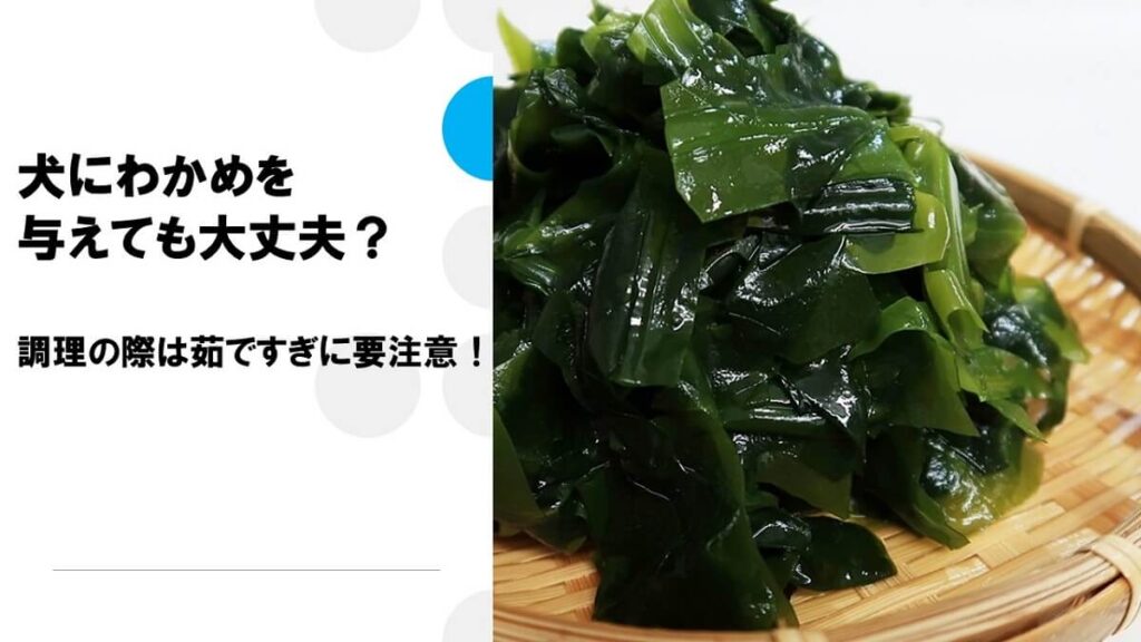 犬にわかめを与えても大丈夫？調理の際は茹ですぎに要注意！