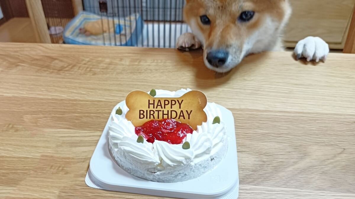 愛犬の誕生日やクリスマスにケーキでお祝い！犬はケーキを食べても大丈夫なの？