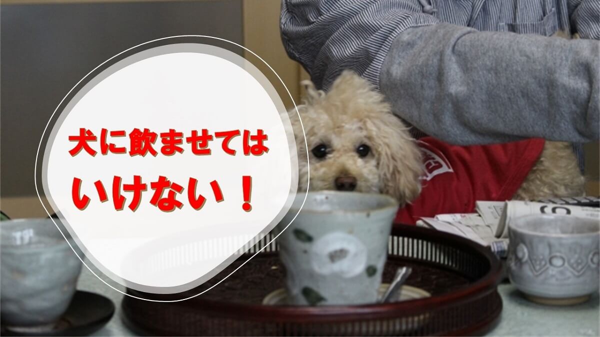 犬に緑茶は絶対ダメ 麦茶はokなのに緑茶がいけない理由はカフェイン 犬の食べ物