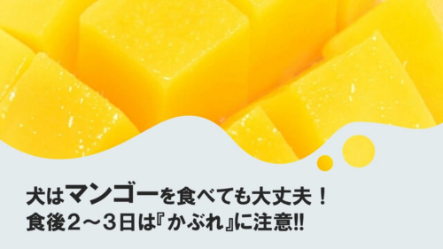 犬は梨を食べても大丈夫 でも種には猛毒があるので要注意 犬の食べ物