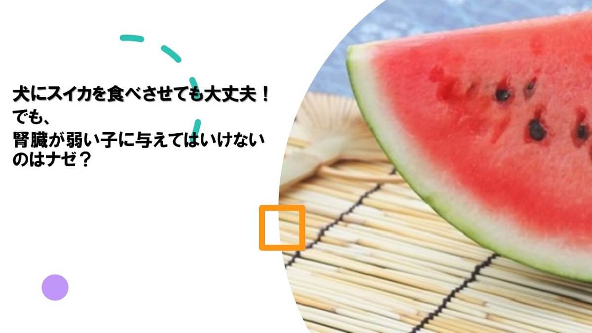 犬にスイカを食べさせても大丈夫 腎臓が弱い子に与えてはいけないのはナゼ 犬の食べ物