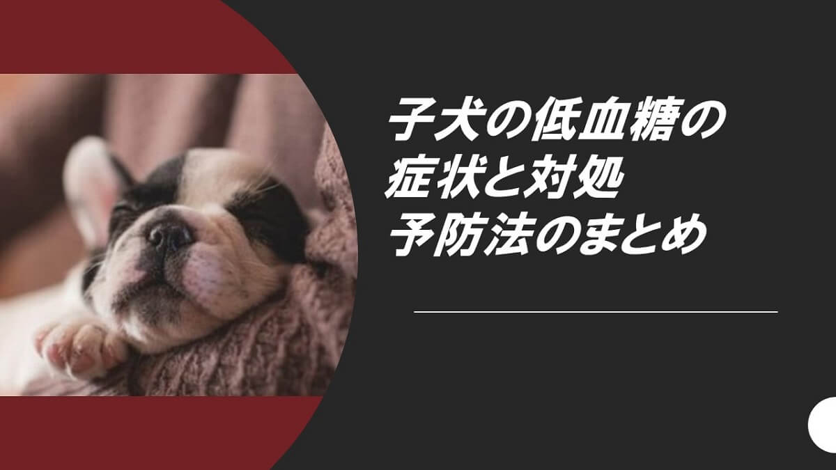 生後３ヶ月未満は特に注意 子犬の低血糖の症状と対処 予防法のまとめ 犬との暮らし