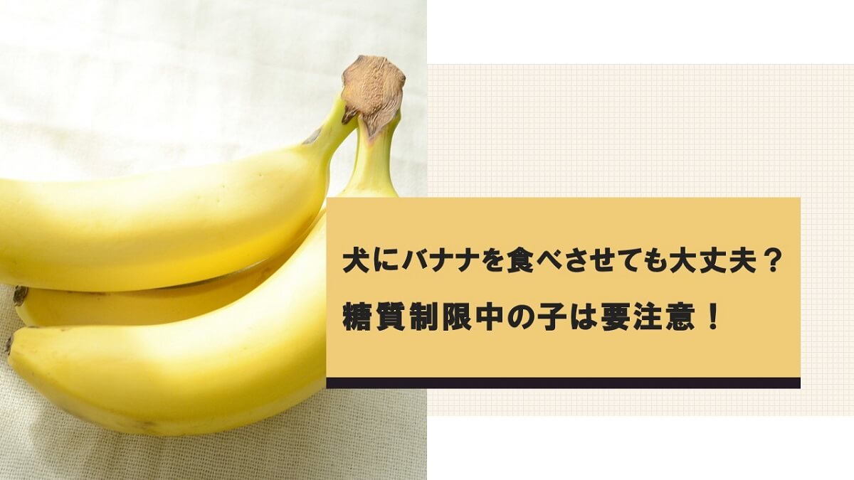 犬にバナナを食べさせても大丈夫 糖質制限中の子は要注意 犬の食べ物