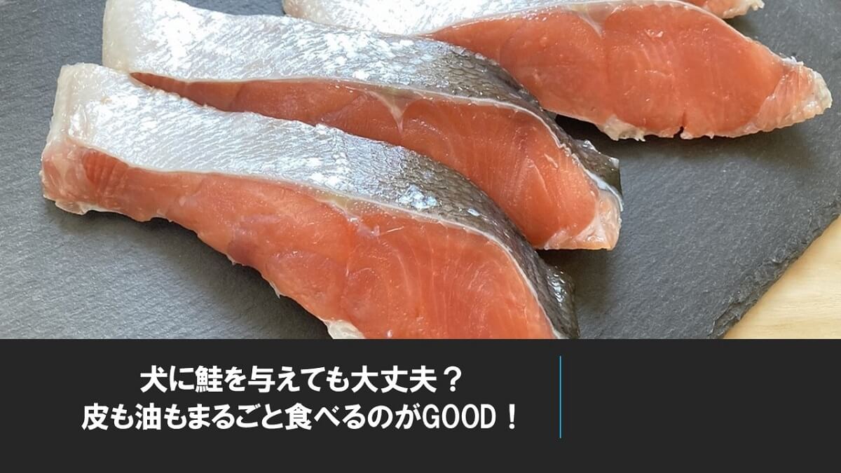 犬に鮭を与えても大丈夫？皮も油もまるごと食べるのがGOOD！ | 犬の食べ物