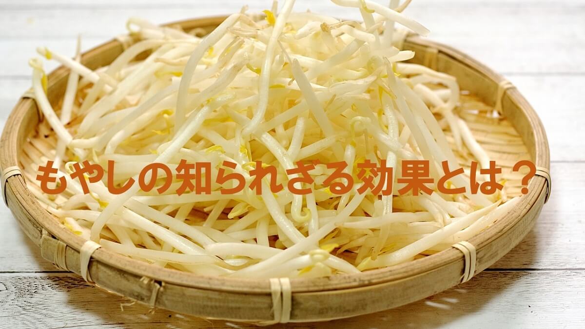 犬にもやしを食べさせるのはok 低カロリーでフードのかさまし