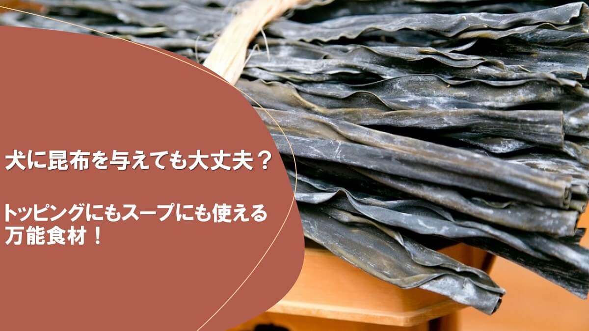 犬に昆布を与えても大丈夫 トッピングにもスープにも使える万能