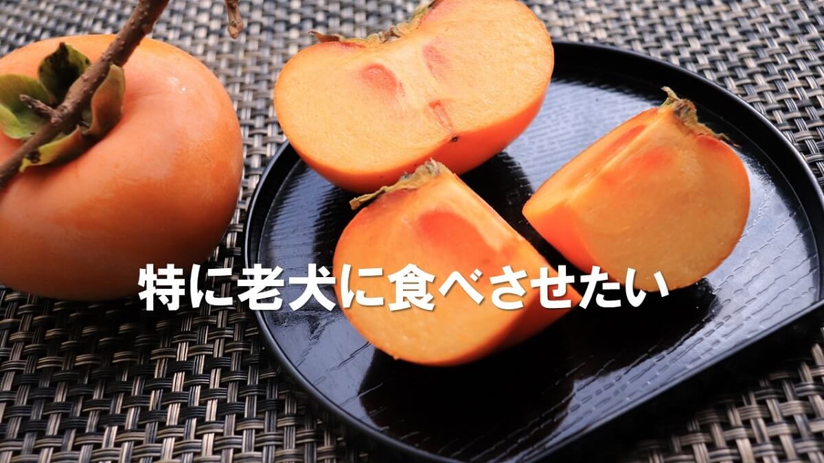 犬は柿を食べても大丈夫なの？豊富な色素成分がガンの発生を抑制！ 犬の食べ物