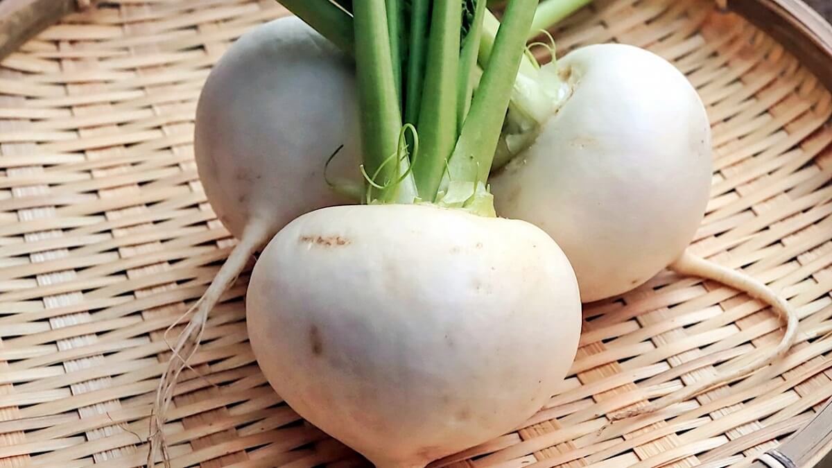 犬にカブを食べさせても大丈夫 葉っぱも一緒に与えると栄養価倍増効果 犬の食べ物