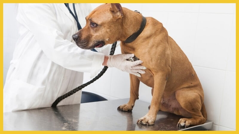 ぶどうを犬に与えてはダメなのはなぜ 食べたときにおこる中毒症状に注意 犬の食べ物 ぶどうを犬に与えてはダメなのはなぜ 食べたときにおこる中毒症状に注意 犬の食べ物