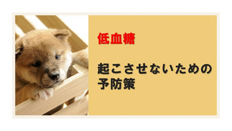 生後３ヶ月未満は特に注意 子犬の低血糖の症状と対処 予防法のまとめ 犬との暮らし