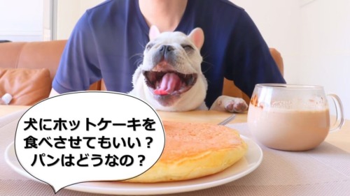 犬にひじきを与えても大丈夫 正しい与え方をすれば快便の心強い味方に 犬の食べ物